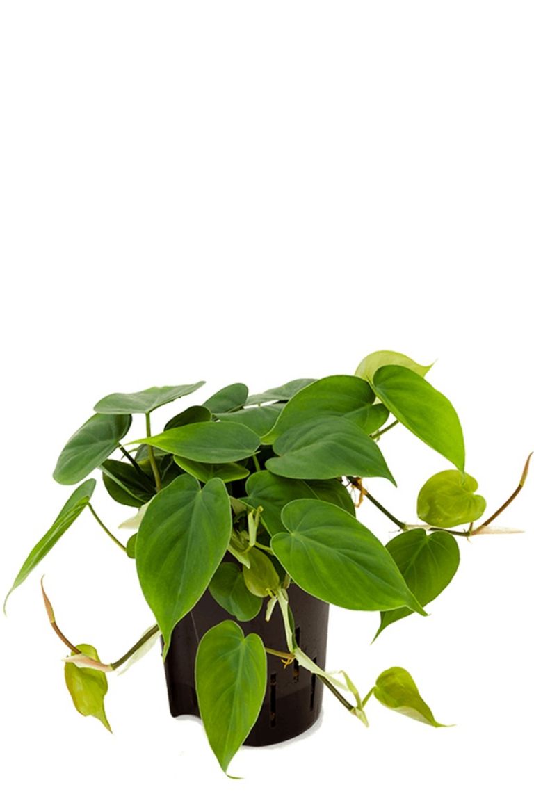 Philodendron scandens Hydrokulturpflanze von 25cm kaufen? -  123zimmerpflanzen
