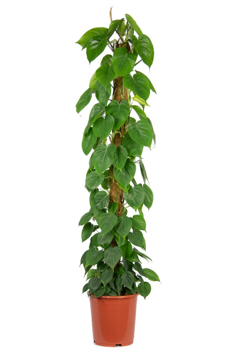 Philodendron Scandens | Herzblttriger Philodendron 150cm kaufen? -  123zimmerpflanzen
