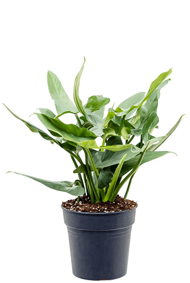 sambac plant Arabian Jasmine Live Plant 15” Tall Starter in 2.25” Pot main image 0