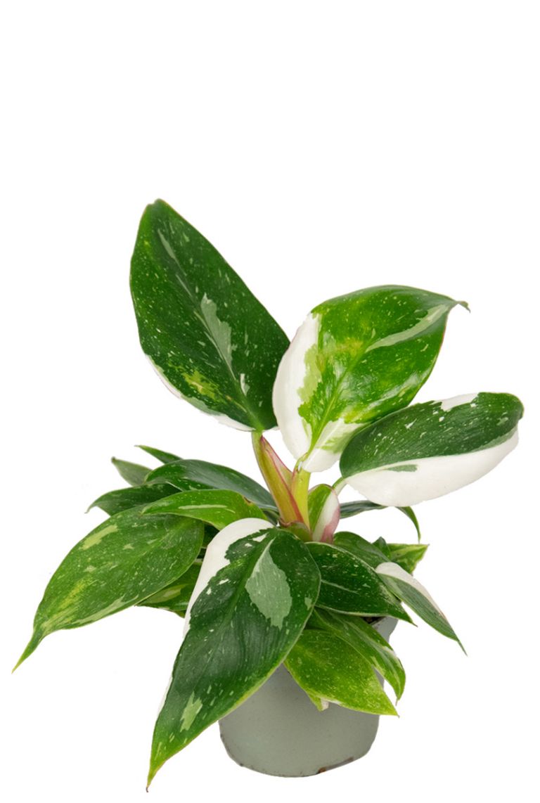 crassula plant Crassula ovata undulatifolia (Ripple Jade) main image 0