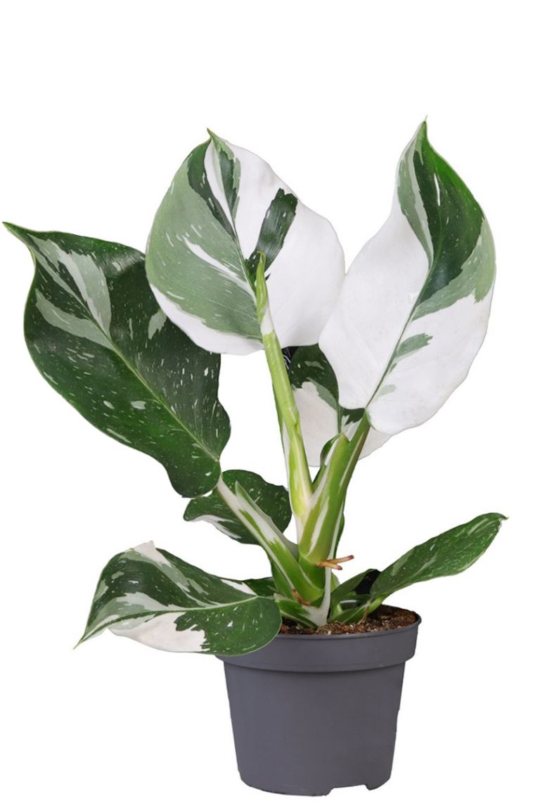 philodendron spiritus Philodendron spiritus-sancti — Ecuagenera USA Corp main image 0