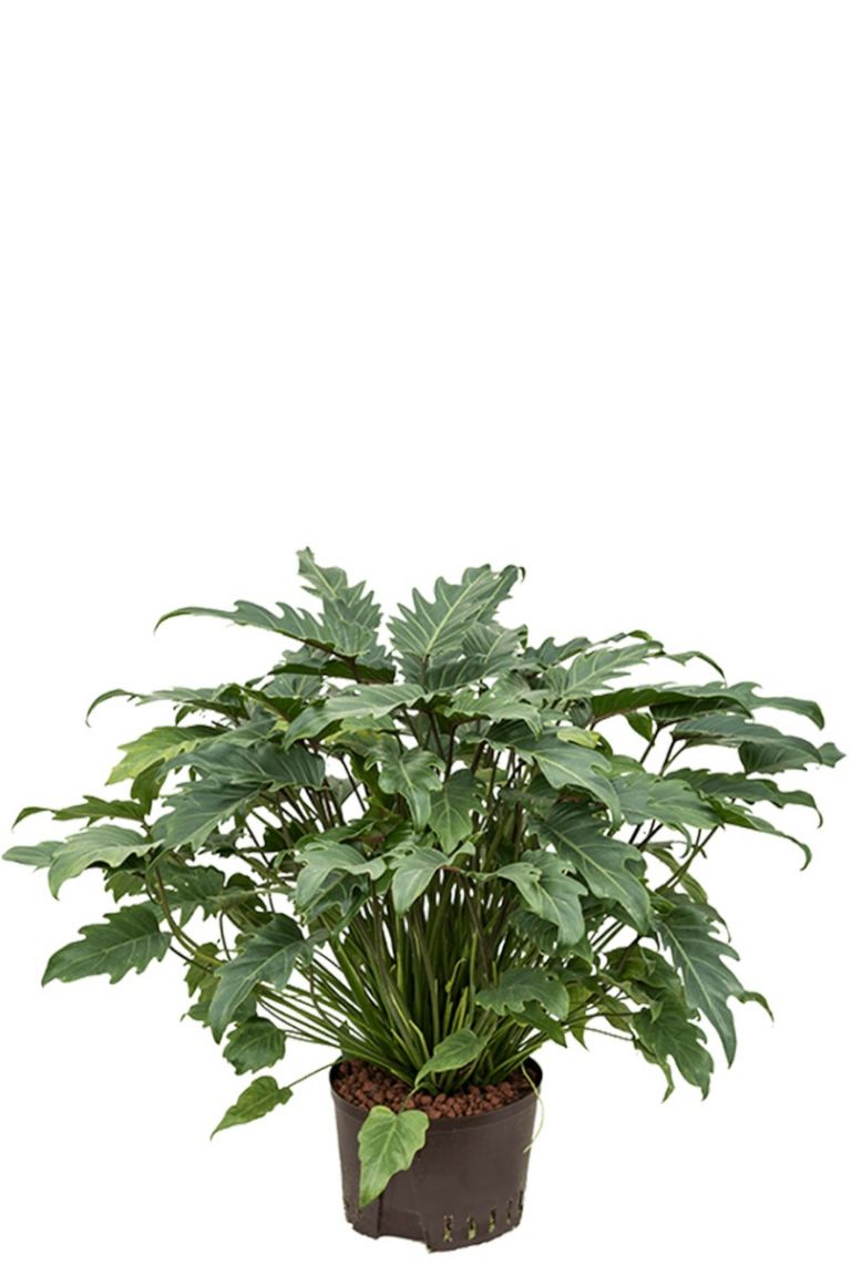 Philodendron xanadu Hydrokulturpflanze von 70cm kaufen? - 123zimmerpflanzen