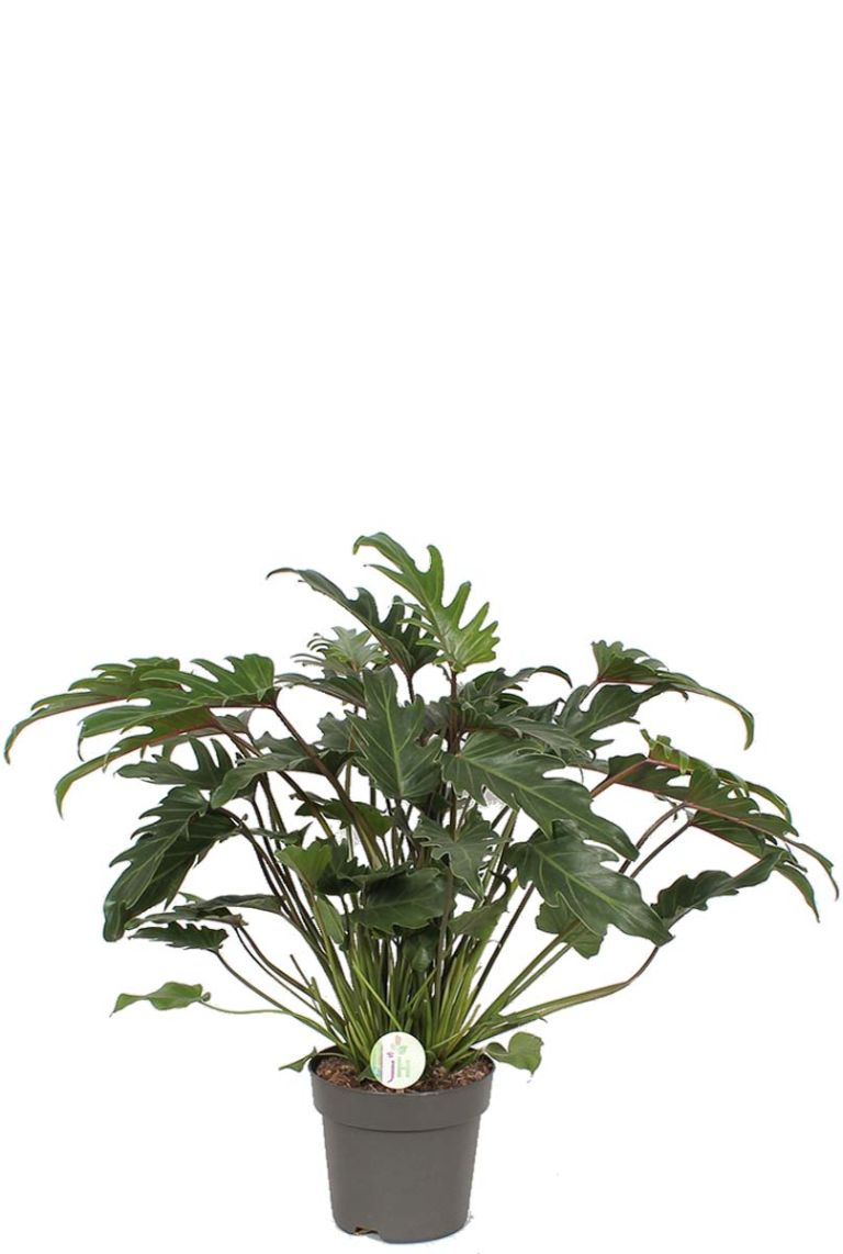 milk thistle plant benefits Milk Thistle