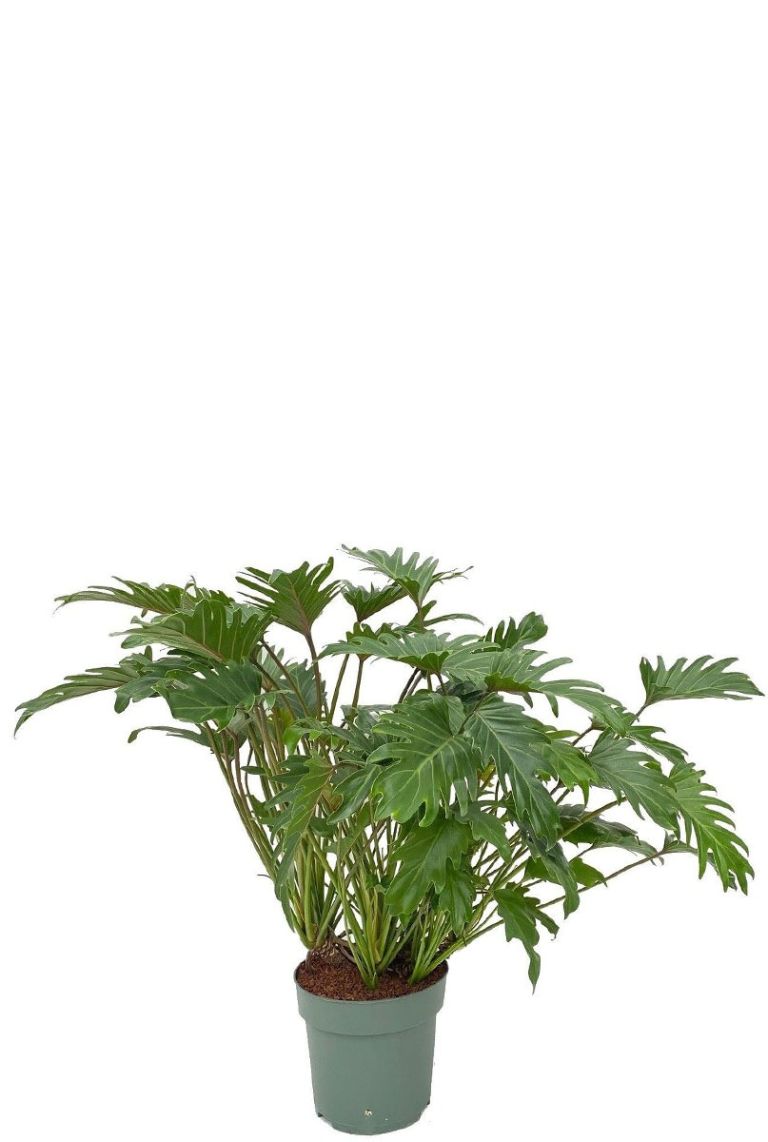 plants on wall Large Indoor Plant Wall Trellis-The Rose – Laurel and Twine main image 1