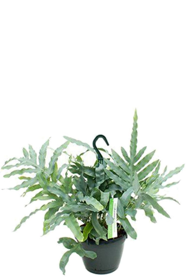Phlebodium Blue Star | Blaufarn 60cm kaufen? - 123zimmerpflanzen