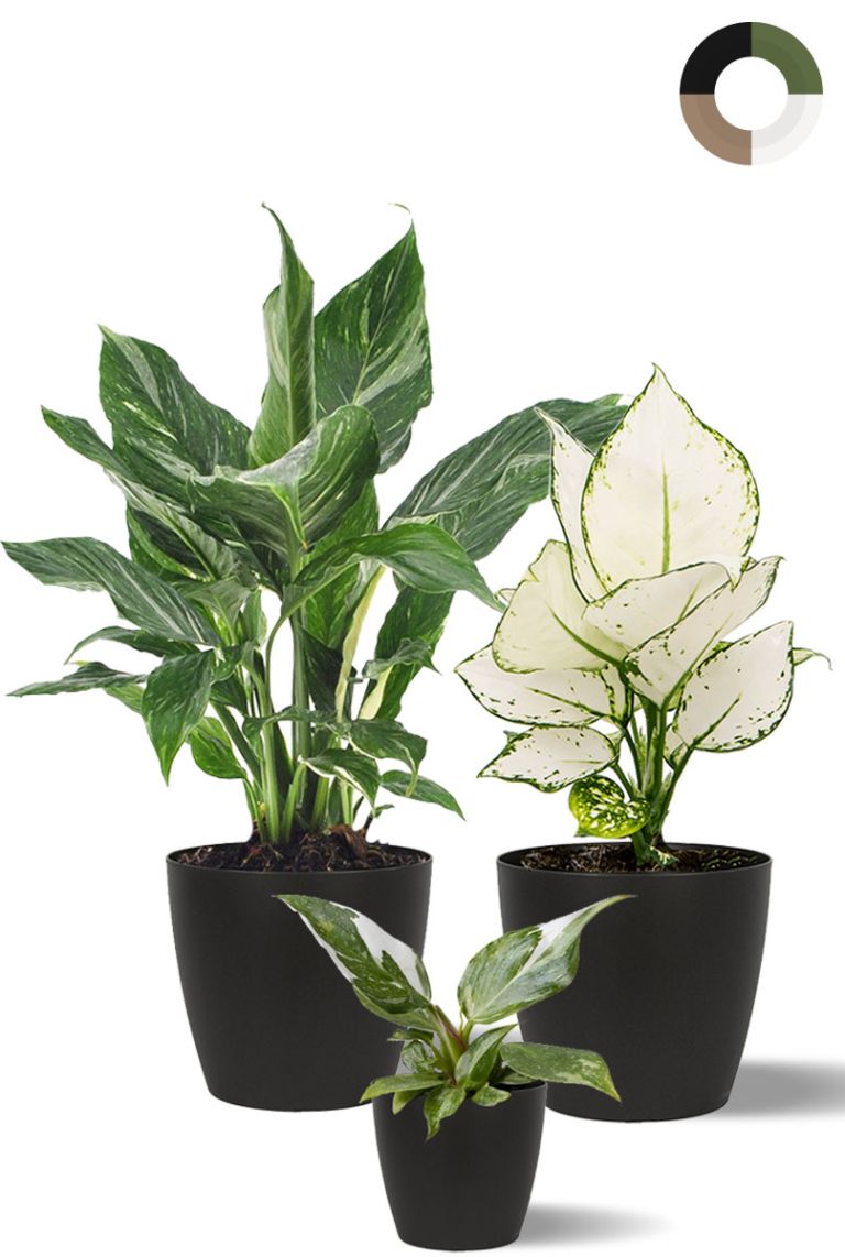air plant Handcrafted Live Air Plant Arrangement – Unique Indoor Décor & Gift main image 0