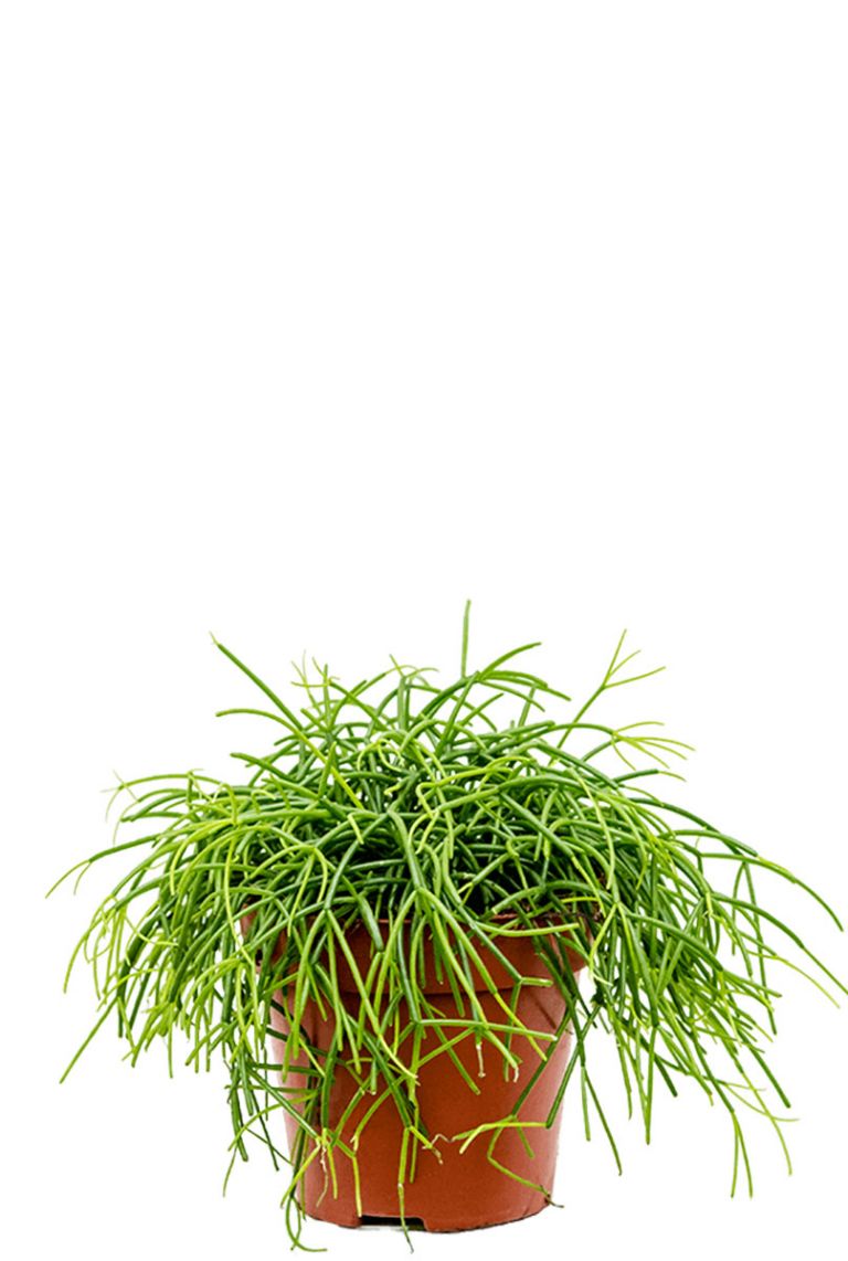 Rhipsalis Cashero | Korallenkaktus 20cm kaufen? - 123zimmerpflanzen