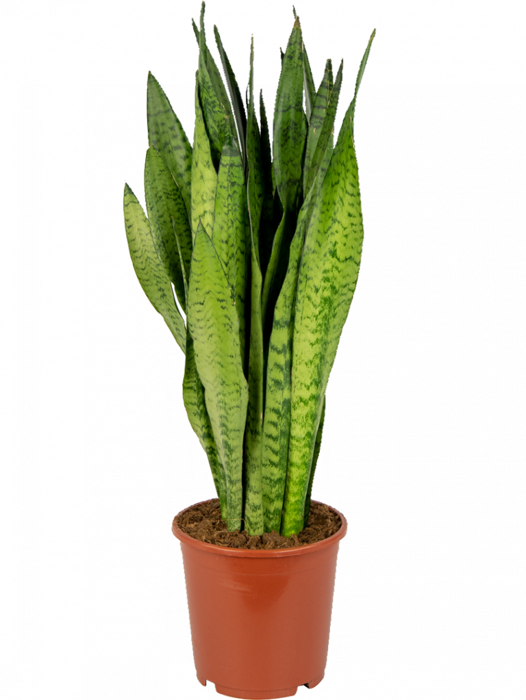 Sansevieria Zeylanica | Bogenhanf 70cm kaufen? - 123zimmerpflanzen