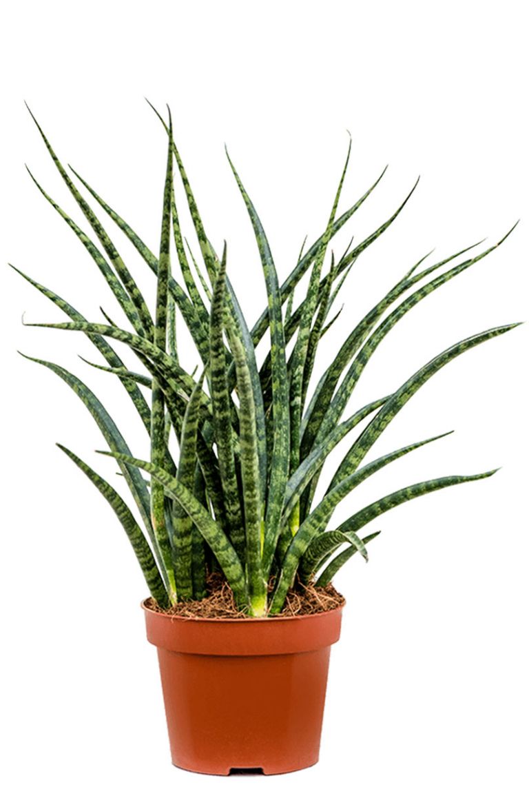 sansevieria fernwood mikado pflege Bogenhanf Sansevieria Fernwood Mikado Zimmerpflanze Ø19cm ↕80cm main image 0