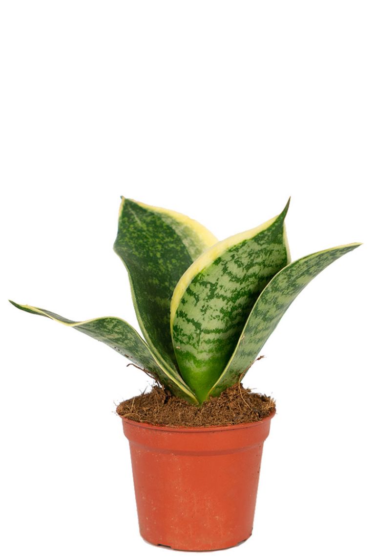 Sansevieria Golden Edge Hahni | Stecklinge 15cm kaufen? - 123zimmerpflanzen