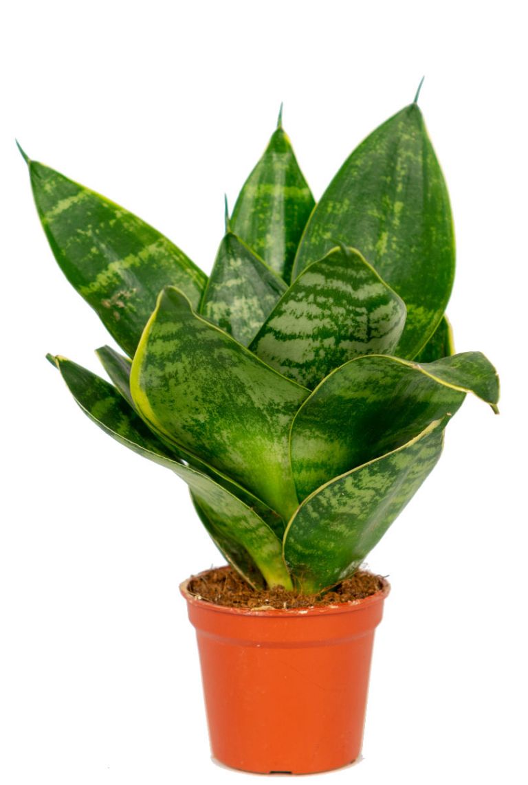 Sansevieria Hahnii | Stecklinge 15cm kaufen? - 123zimmerpflanzen