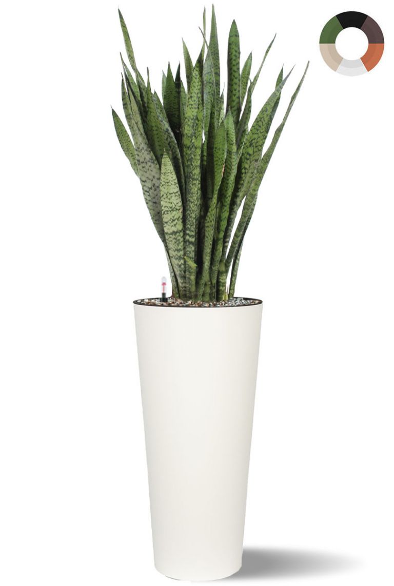 Sansevieria im hohen Topf