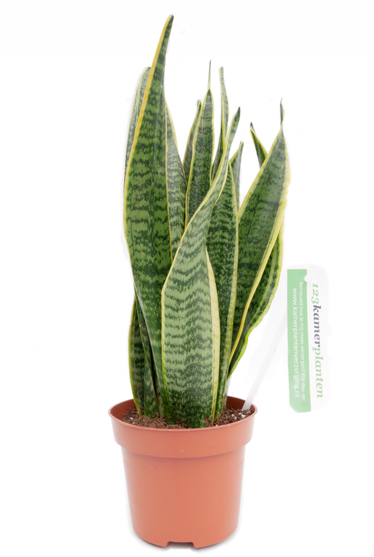 Sansevieria Cylindrica Bogenhanf Ca. 35-40 Cm Hoch  Pflegeleichte  Zimmerpflanze Im 12er Topf, 10 Pflanzen