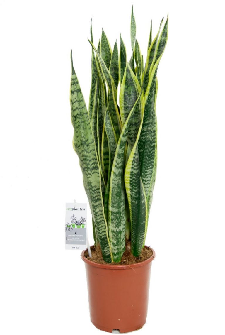 Sansevieria Laurentii | Bogenhanf 80cm kaufen? - 123zimmerpflanzen