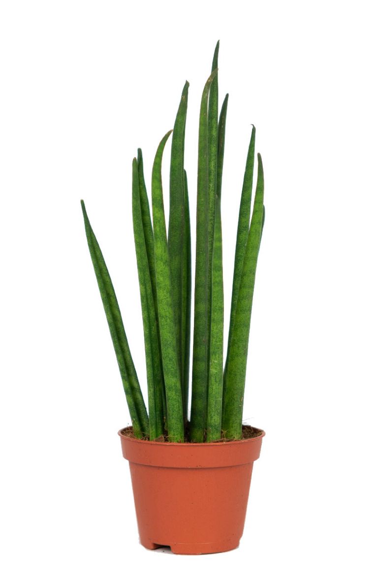 sansevieria laurentii trifasciata Sansevieria Trifasciata Laurentii