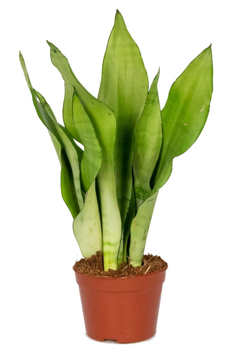 palme bonsai Explore Ponytail Palm Bonsai Collection