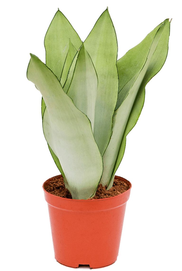 mini alocasia zebrina Alocasia Zebrina main image 1