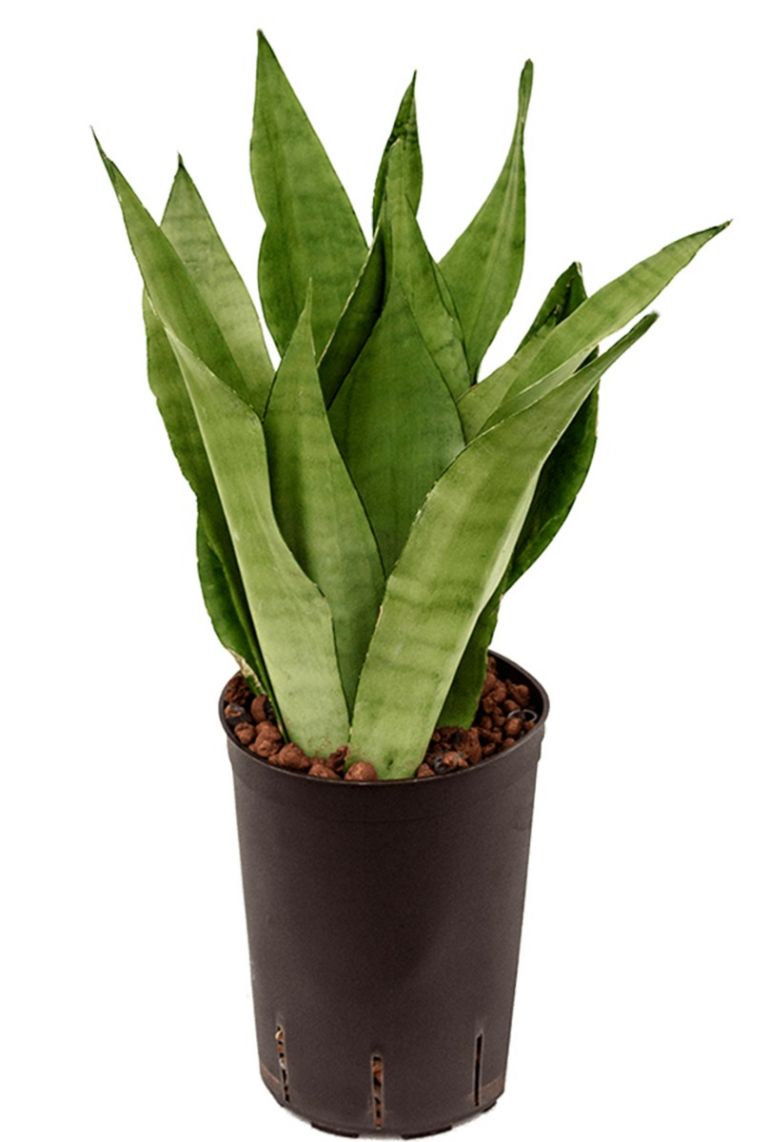 Sansevieria moonshine Hydrokulturpflanze von 45cm kaufen? -  123zimmerpflanzen