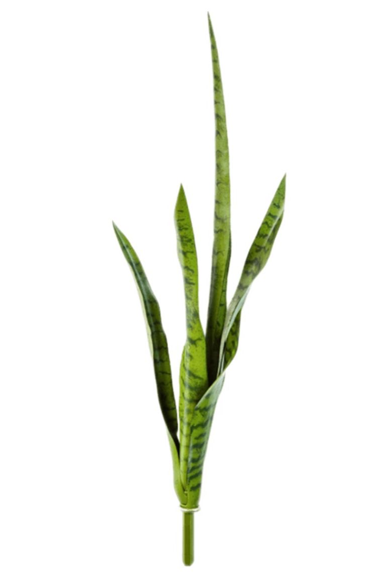Sansevieria