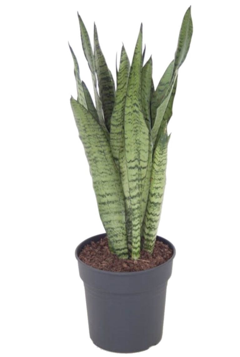 Sansevieria Zeylanica Bogenhanf 70cm kaufen? 123zimmerpflanzen