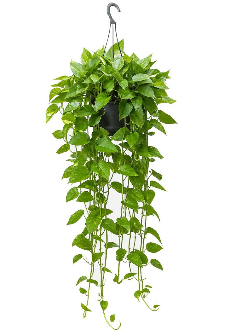 hedera zimmerpflanze Hedera helix