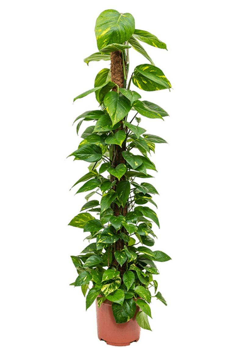 Scindapsus Aureum