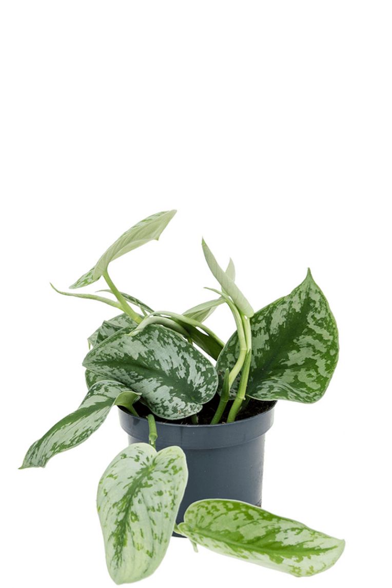 geigenfeige aufasten Geigenfeige XL | Ficus lyrata