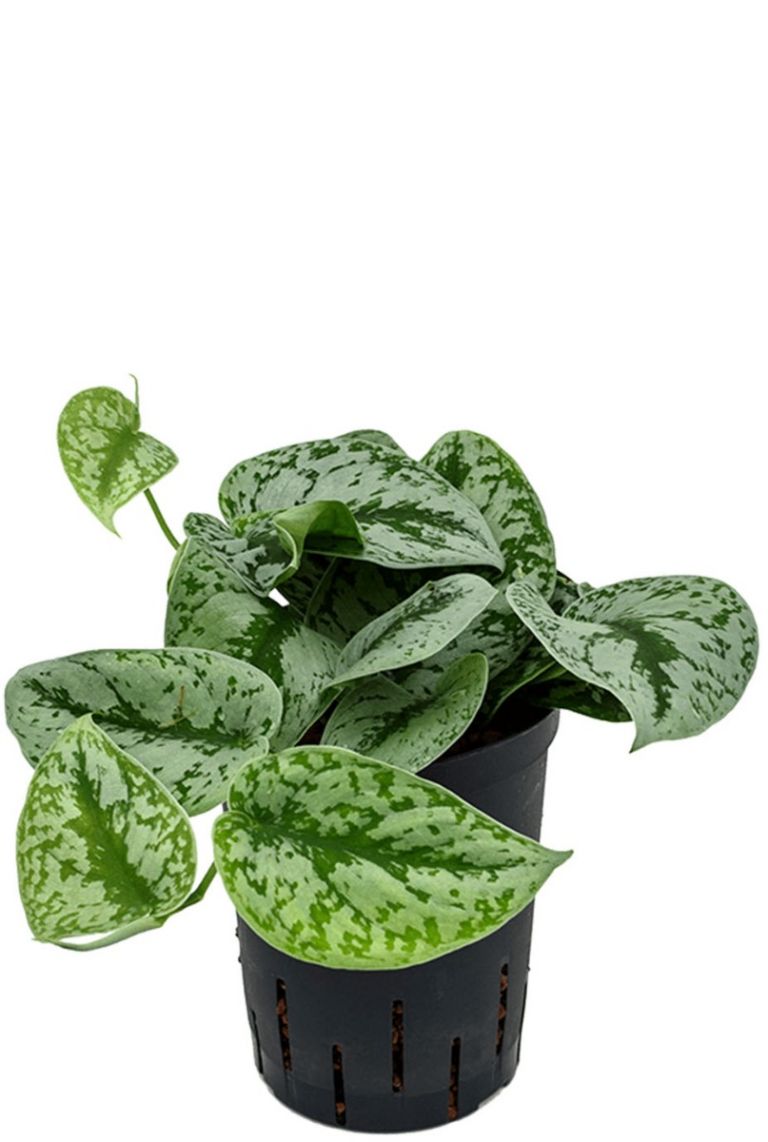 Scindapsus pictus trebie Hydrokulturpflanze von 30cm kaufen? -  123zimmerpflanzen