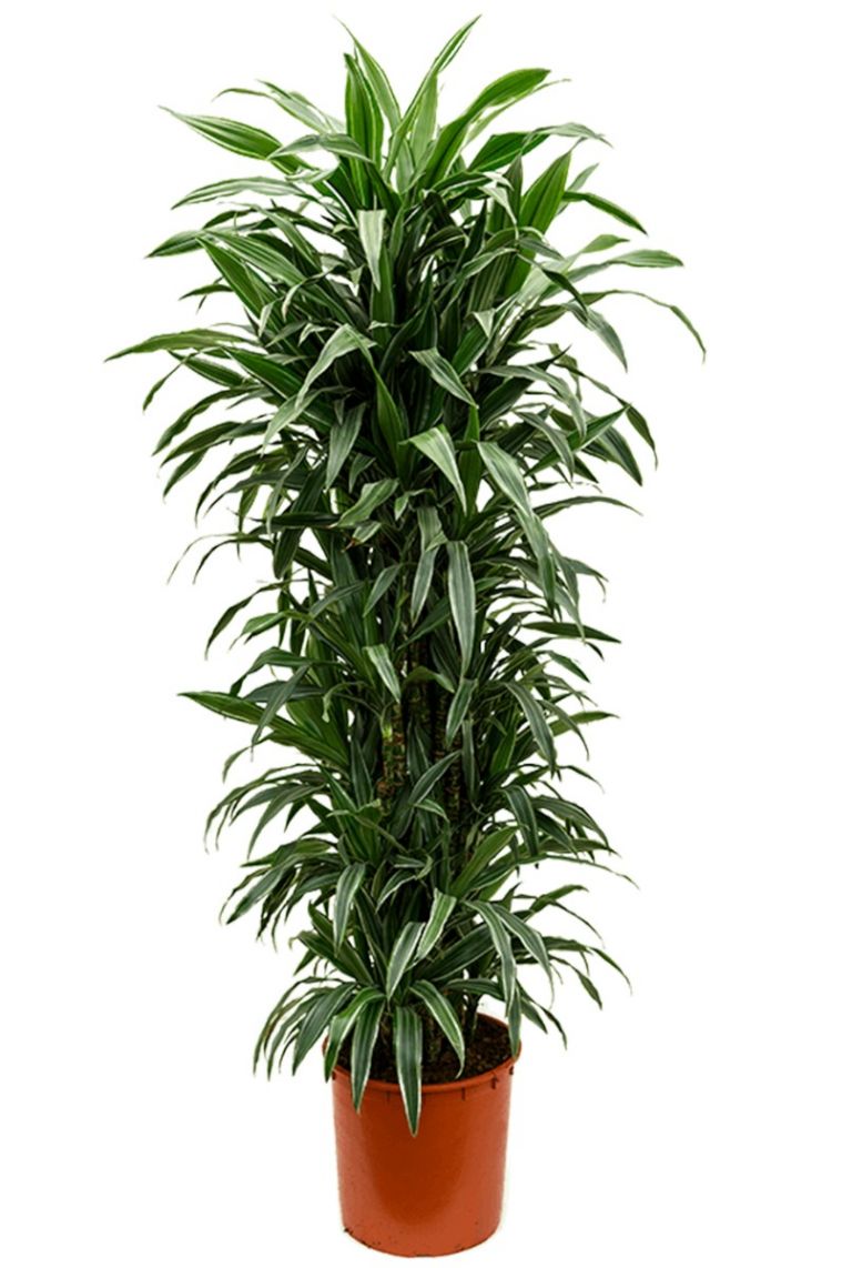 bambushecke fargesia rufa Gartenbambus - Fargesia rufa main image 1