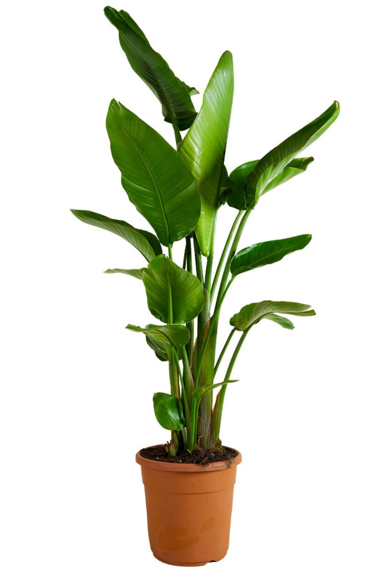 zimmerpflanze mit groen roten blten Kalanchoe Rosalina Don Justino Rot  Flammendes Kthchen 