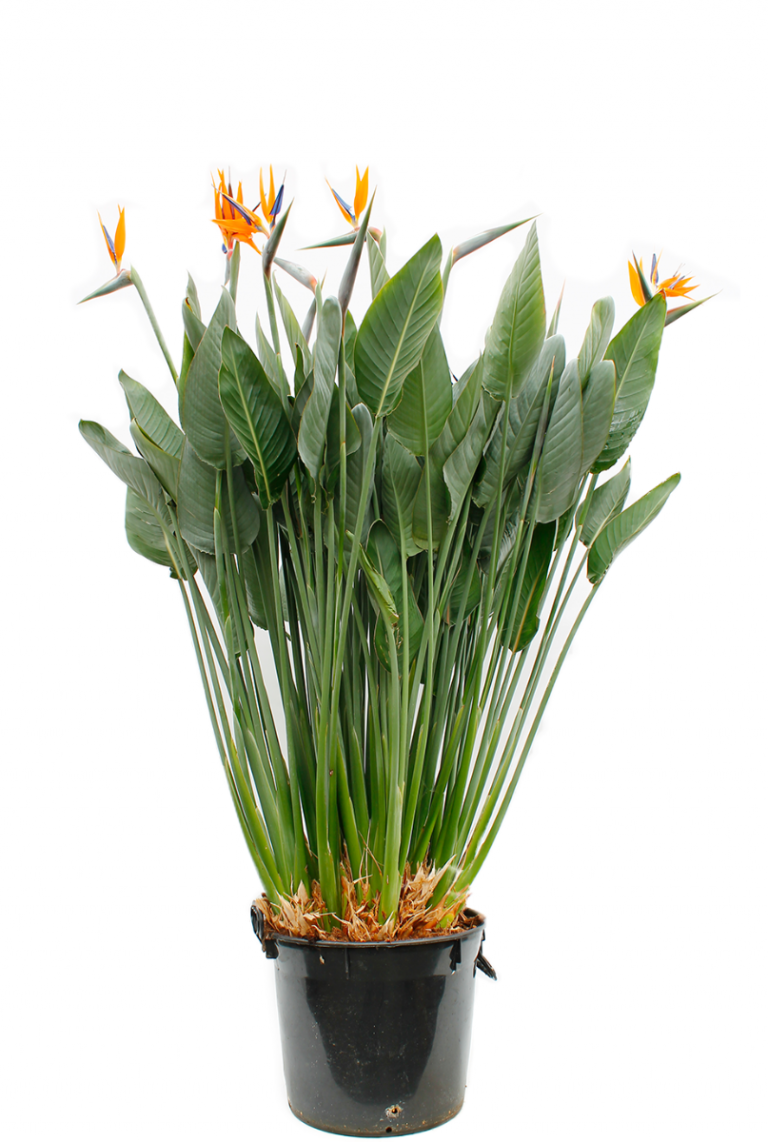 Strelitzia Reginae | Paradiesvogelblume 150cm kaufen? - 123zimmerpflanzen