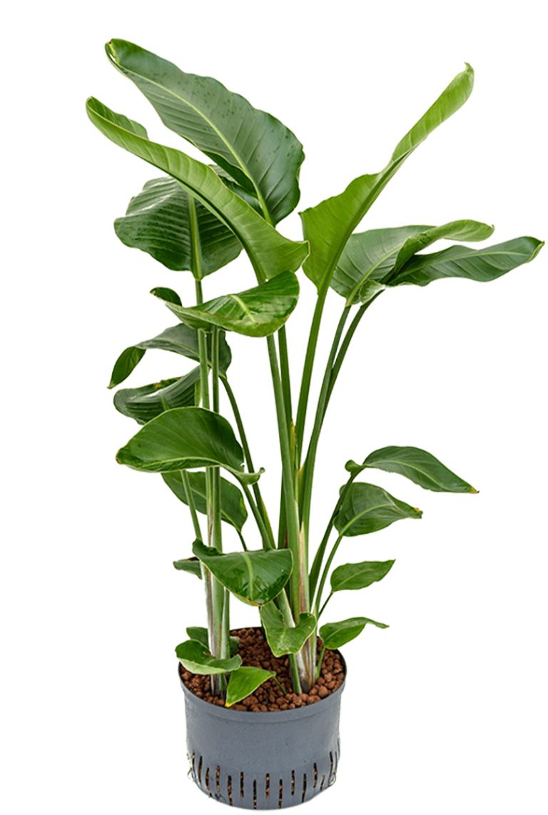 Strelitzia nicolai