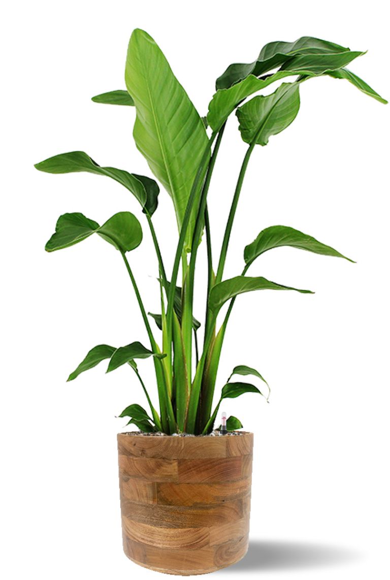 Strelitzia im Holztopf - 123zimmerpflanzen