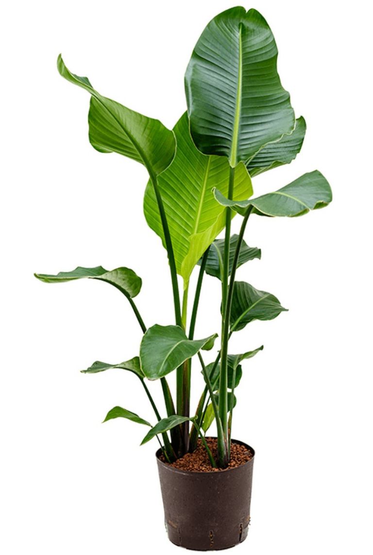 Strelitzia nicolai Hydrokulturpflanze von 90cm kaufen? - 123zimmerpflanzen