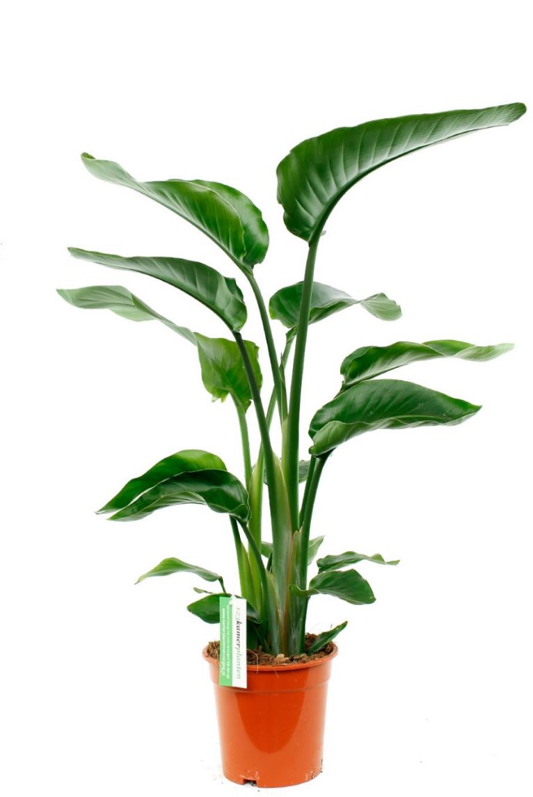 Strelitzia Nicolai | Paradiesvogelblume 80cm kaufen? - 123zimmerpflanzen