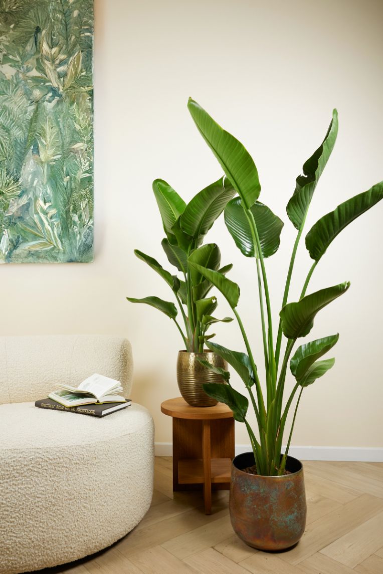 flamingo flower plant The Flamingo Flower, Anthurium, Andreanum