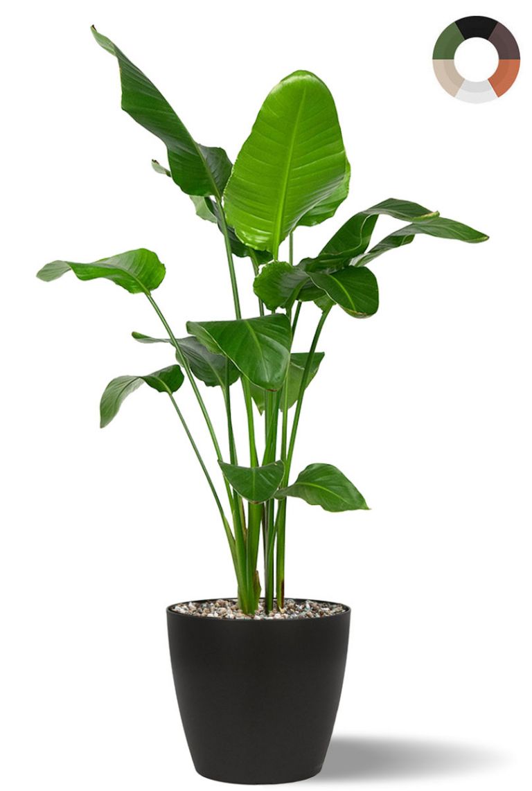 Strelitzia pflanze im topf - 123zimmerpflanzen