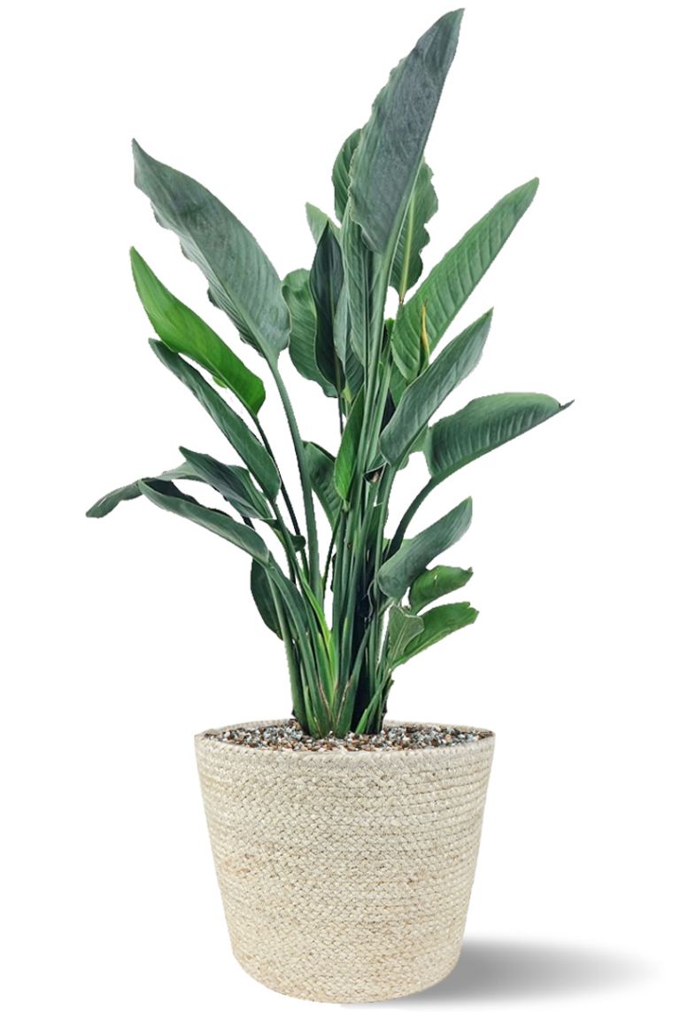 Strelitzia Reginae in mand - 123zimmerpflanzen