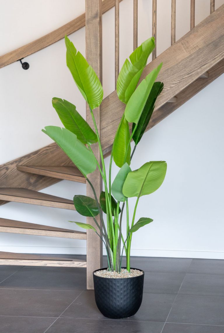monstera podpory Mini Monstera – Plant Detectives