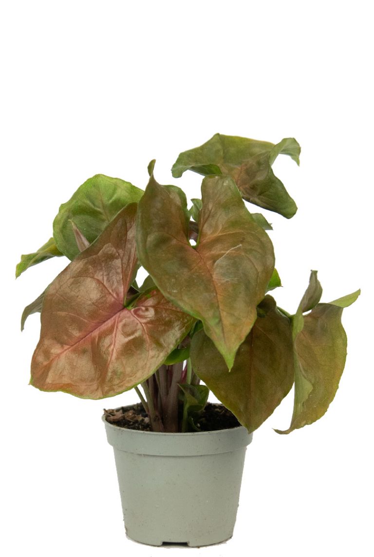 Syngonium Maria | Stecklinge 14cm kaufen? - 123zimmerpflanzen