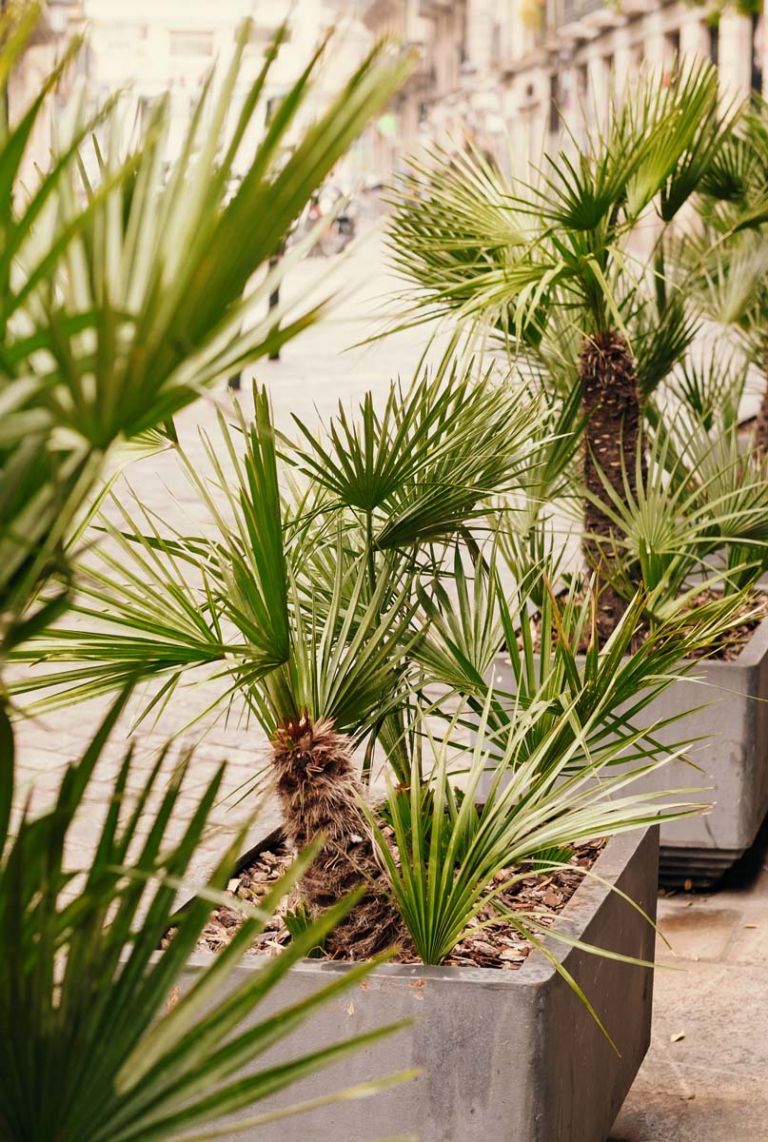 Trachycarpus fortunei | Chinesische Hanfpalme / Tessinerpalme 110cm kaufen?  - 123zimmerpflanzen