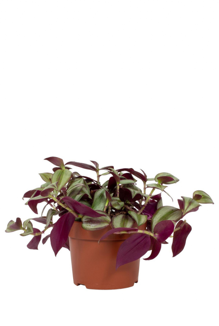 Tradescantia zebrina 'Violet Hill' | Wanderjude 17cm kaufen? -  123zimmerpflanzen