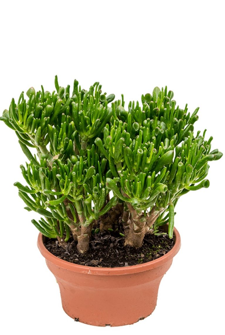 Crassula Hobbitafra | Jadestrauch 35cm kaufen? - 123zimmerpflanzen