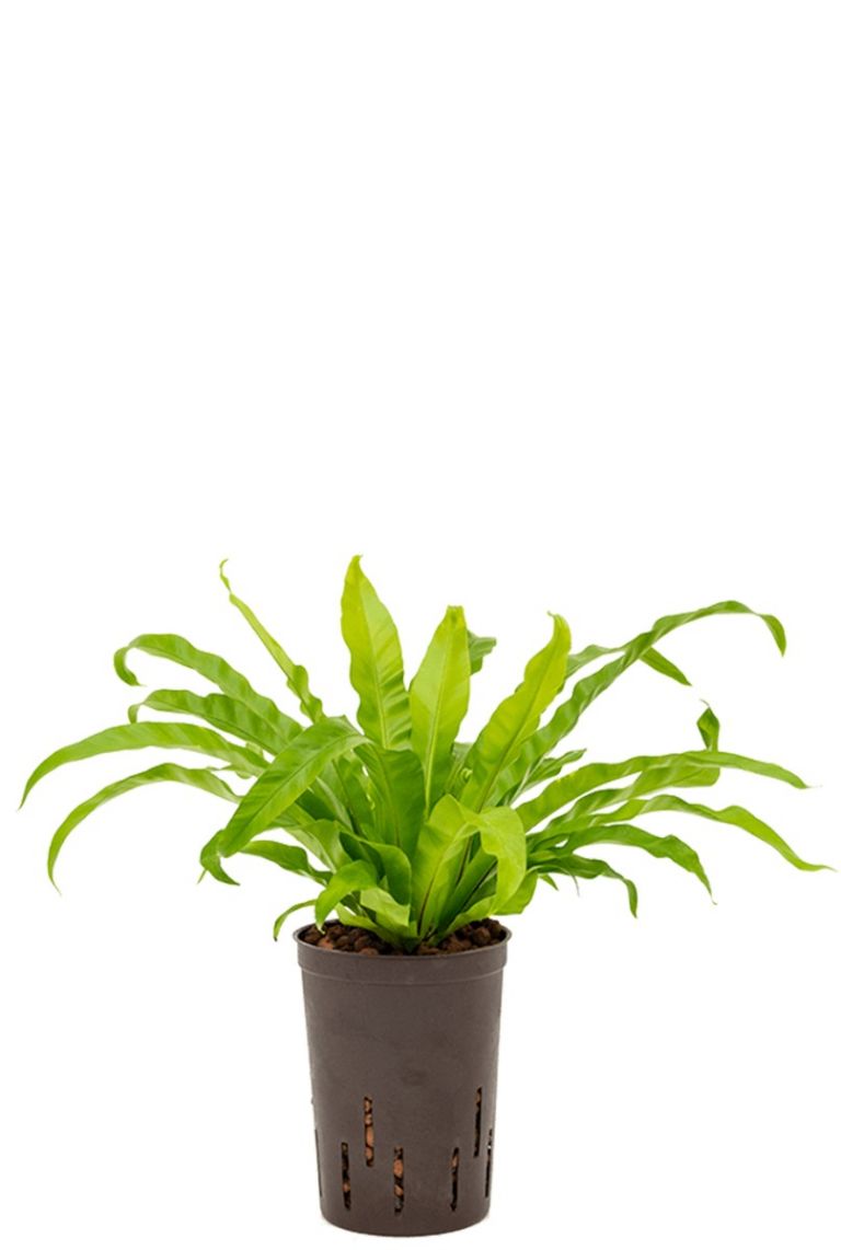 Asplenium antiquum