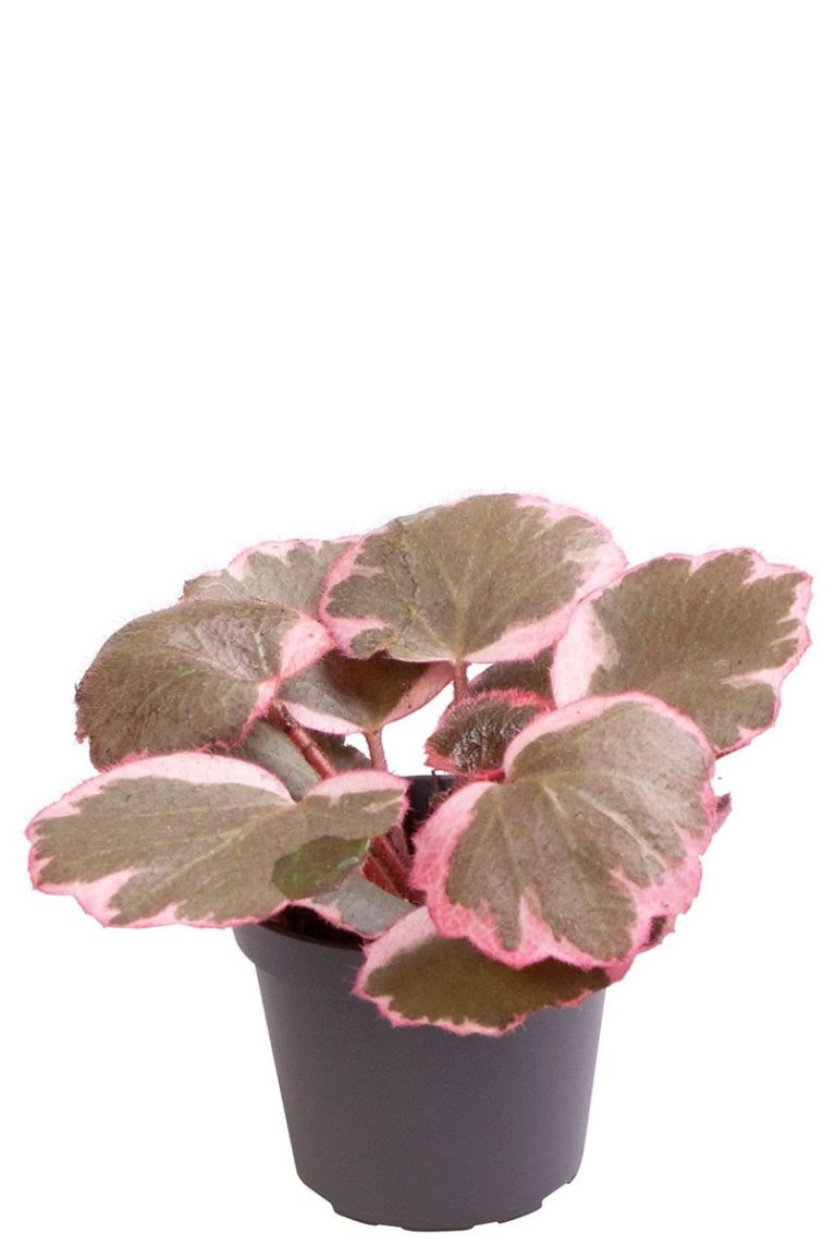 x Urbium Variegata | Stecklinge 10cm kaufen? - 123zimmerpflanzen
