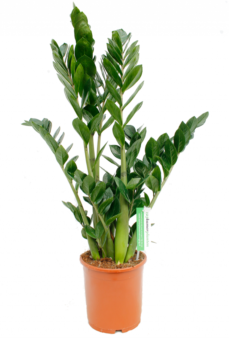 Zamioculcas Zamiifolia