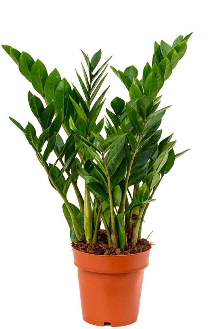 geigenfeige samen Ficus lyrata verzweigt (Geigenfeige) kaufen main image 1