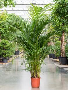 Areca pflege - 123zimmerpflanzen