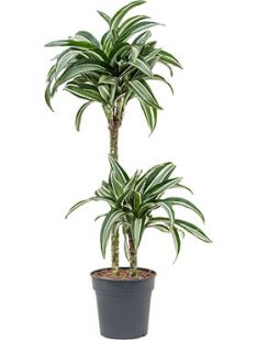 Dracaena (Drachenbaum) Pflege 123zimmerpflanzen