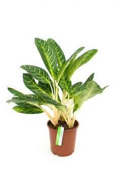Kolbenfaden (Aglaonema) Pflege 123zimmerpflanzen